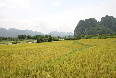 Ha Nam boosts agricultural land restructuring  - ảnh 1